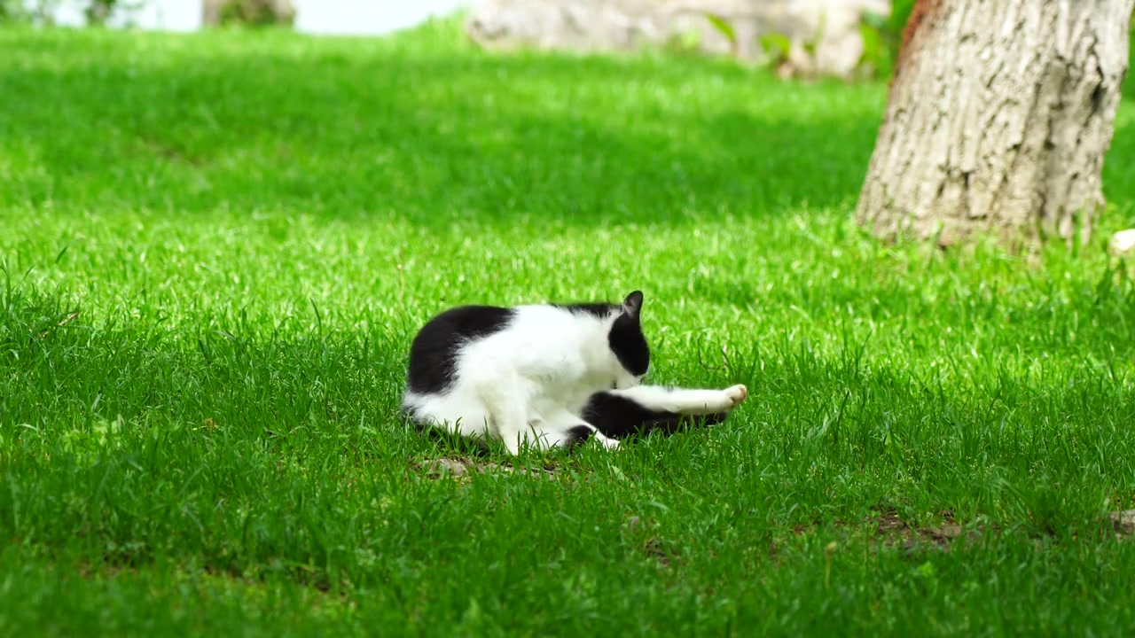 阳光草地上整理毛发的小猫视频下载