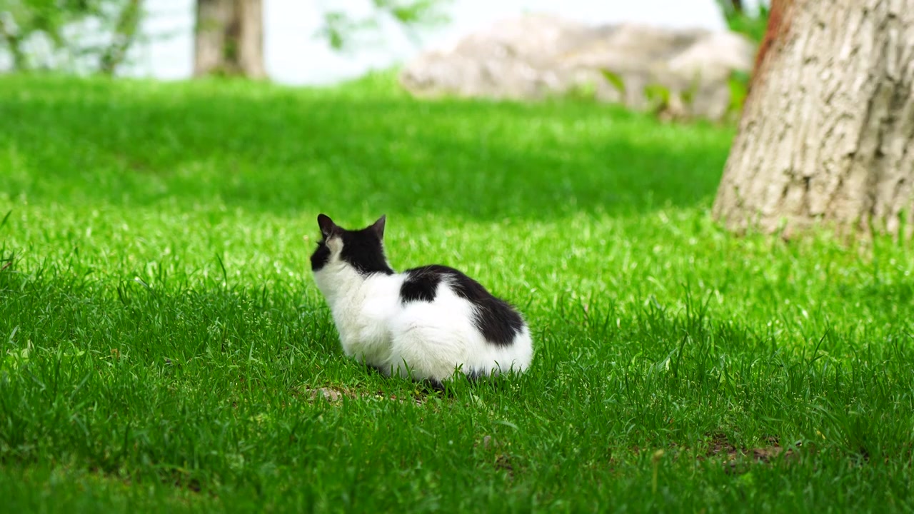 阳光草地上休闲的猫视频下载