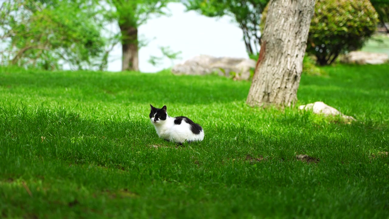 阳光草地上休闲的猫咪视频素材
