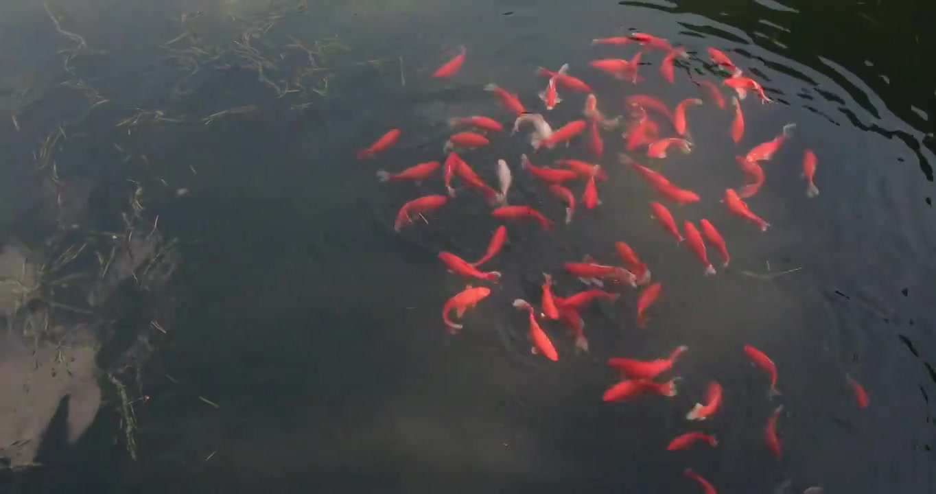 快乐的水中游泳的观赏鱼视频素材