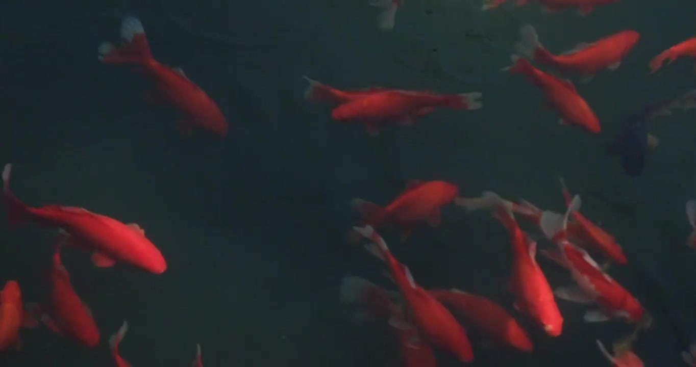 快乐的水中游泳的观赏鱼视频下载