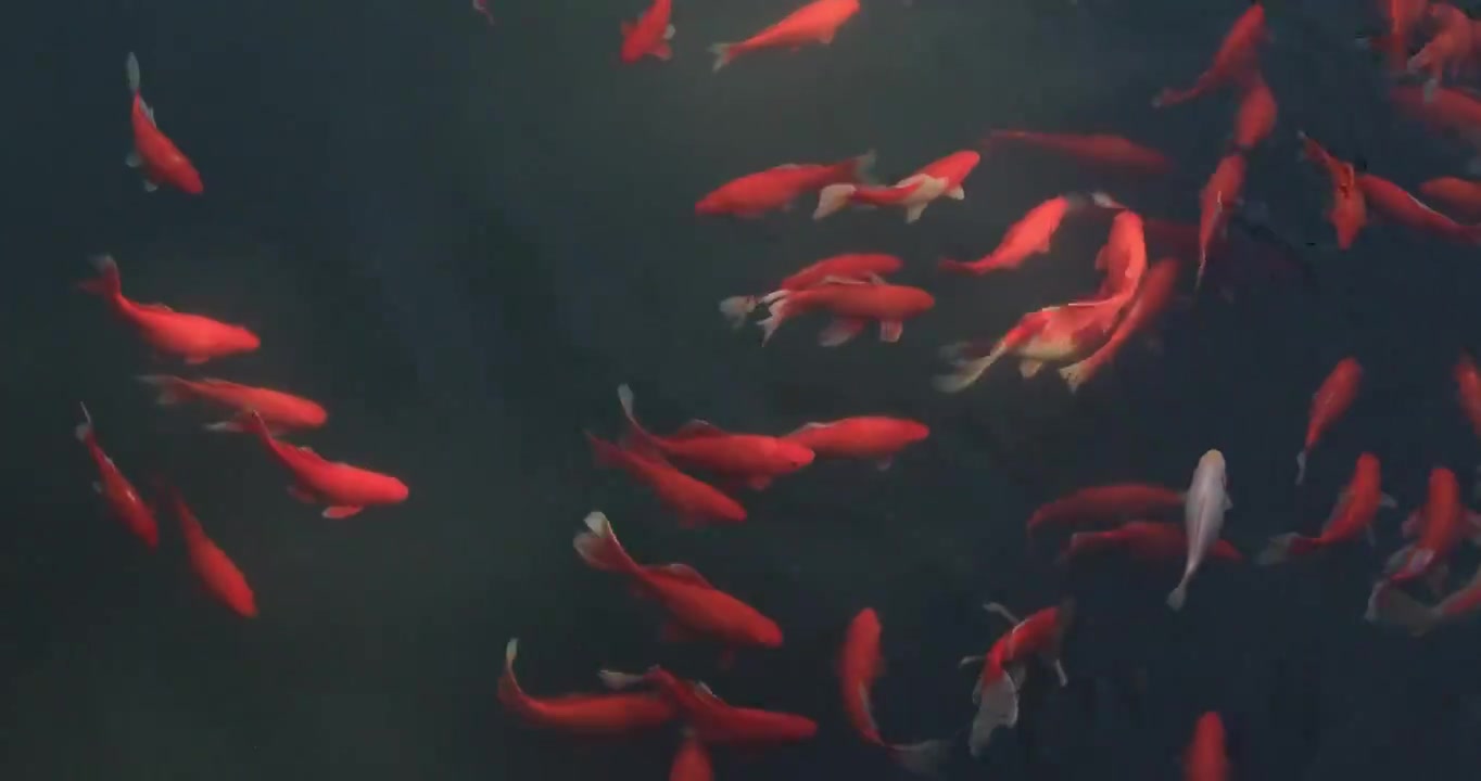 快乐的水中游泳的观赏鱼视频下载