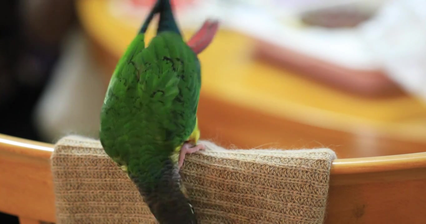 站在椅背围巾上的一只漂亮鹦鹉特写视频素材
