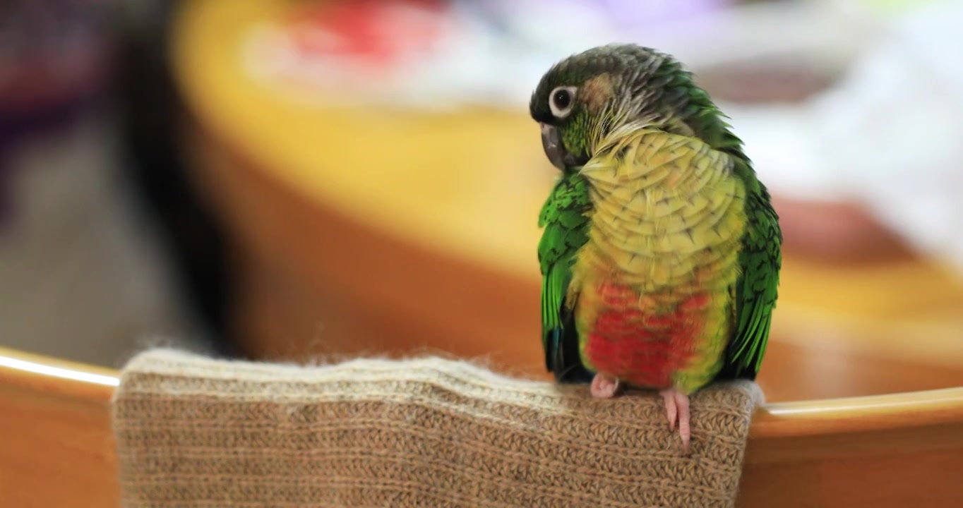 站在椅背围巾上的一只漂亮鹦鹉特写视频素材