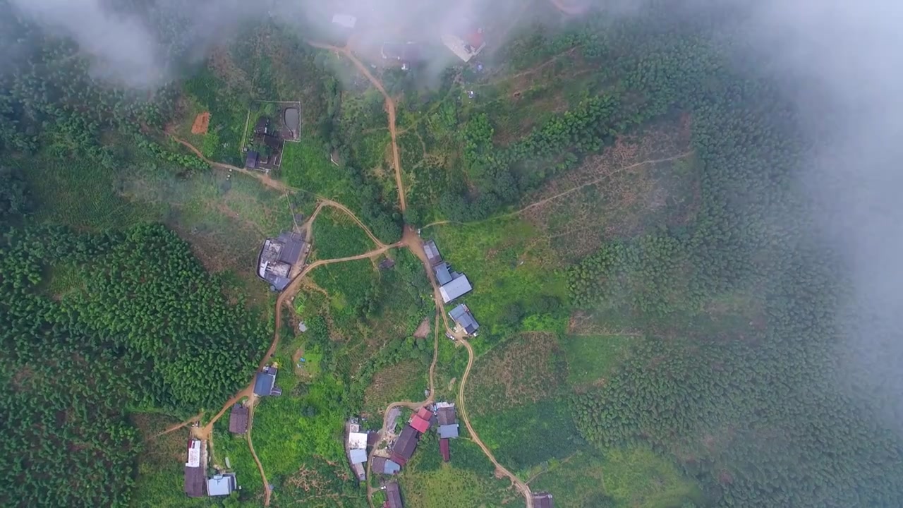 航拍武夷山桐木麻粟村云雾中的正山小种老枞红茶山场森林茶园视频下载