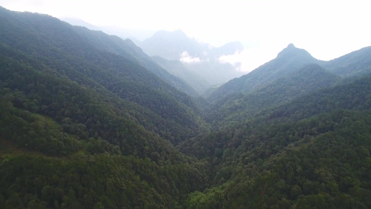 航拍武夷山桐木麻粟村云雾中的正山小种老枞红茶山场森林茶园视频下载