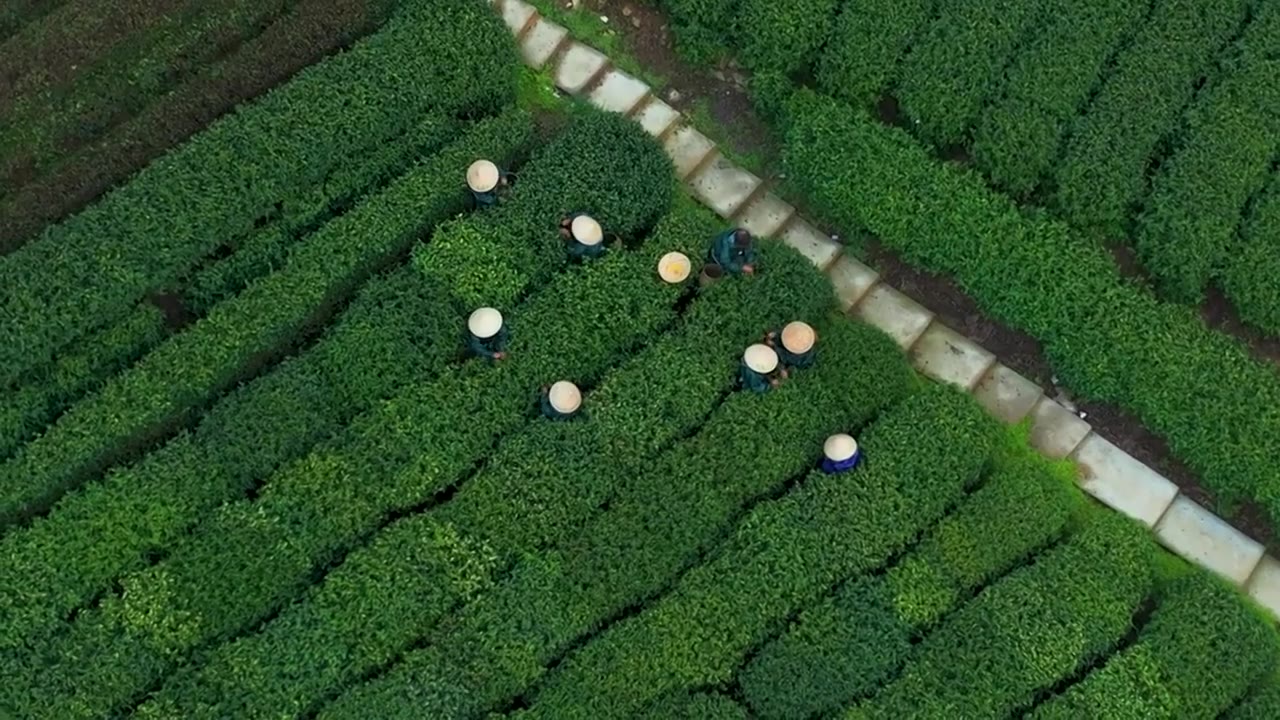 江南茶园茶山采茶工采茶视频下载
