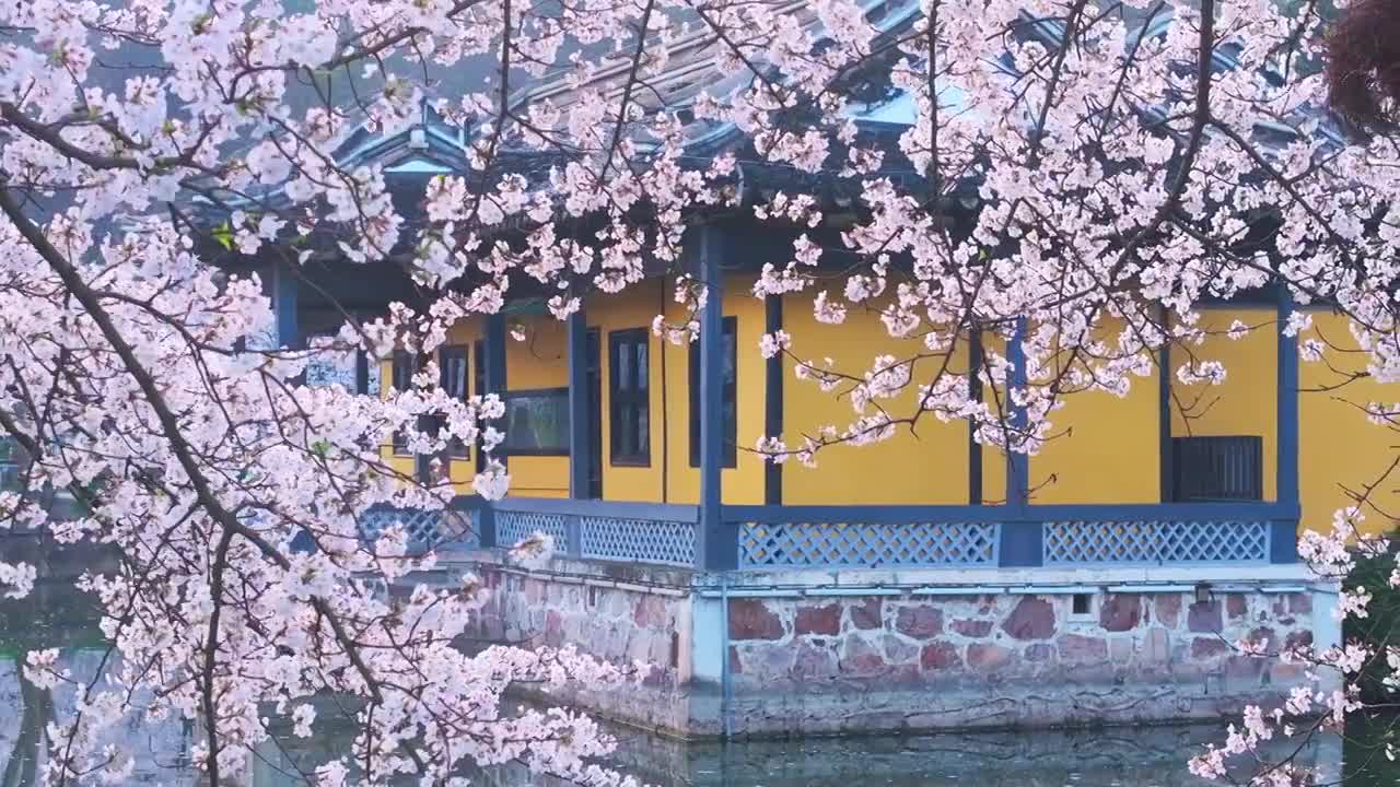 春天里的无锡太湖鼋头渚清晨樱花盛开自然风景航拍(合集)视频下载