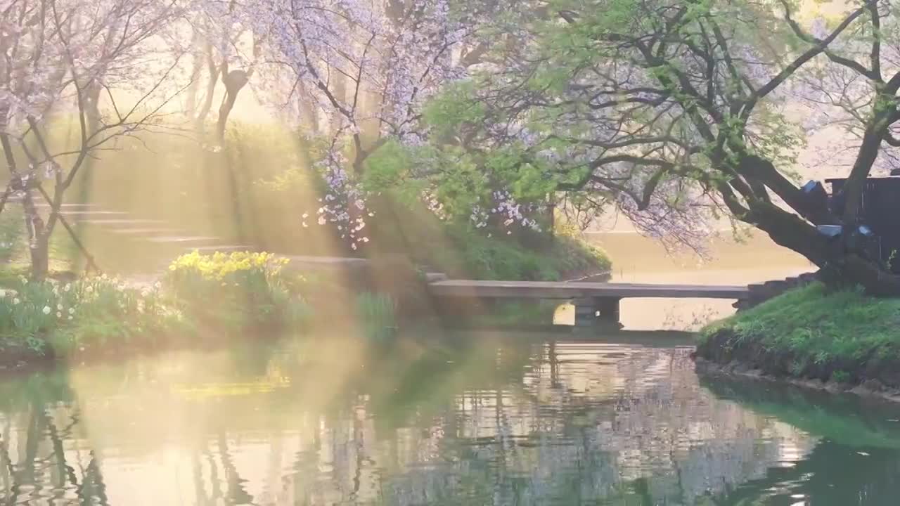 春天里的无锡太湖鼋头渚清晨樱花盛开自然风景航拍(合集)视频下载