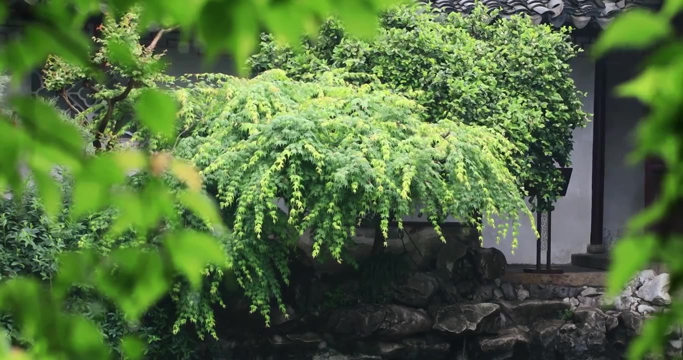 春天春雨园林枫树枫叶特写 苏州艺圃视频下载