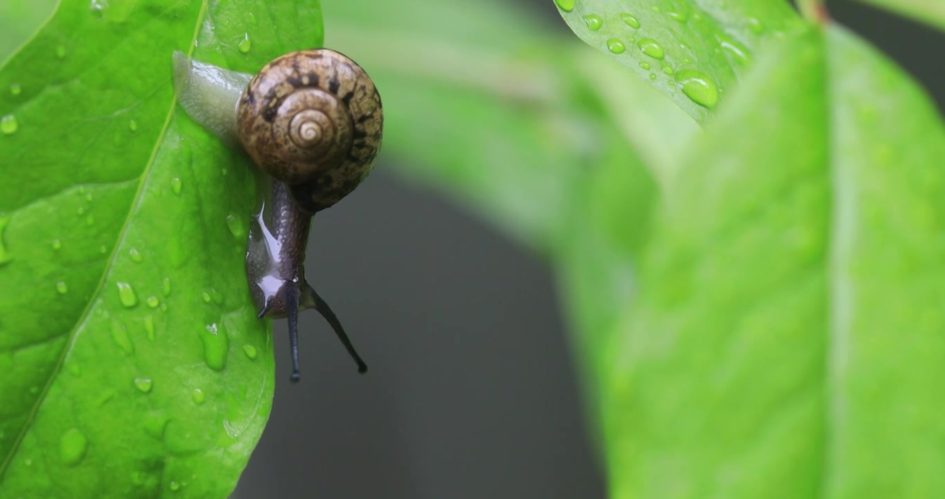 悠闲 蜗牛 缓慢 爬行 树叶  雨水 清新 微距特写视频下载