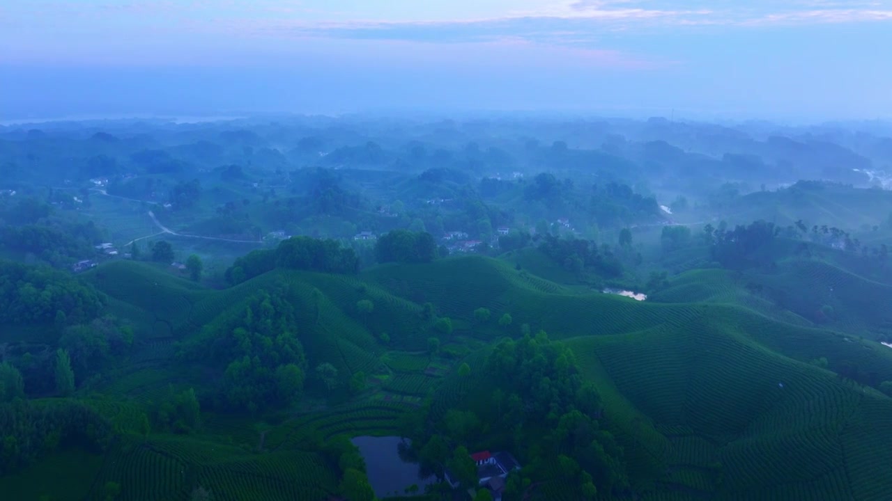 河南信阳茶山采茶绿色健康生态航拍视频下载