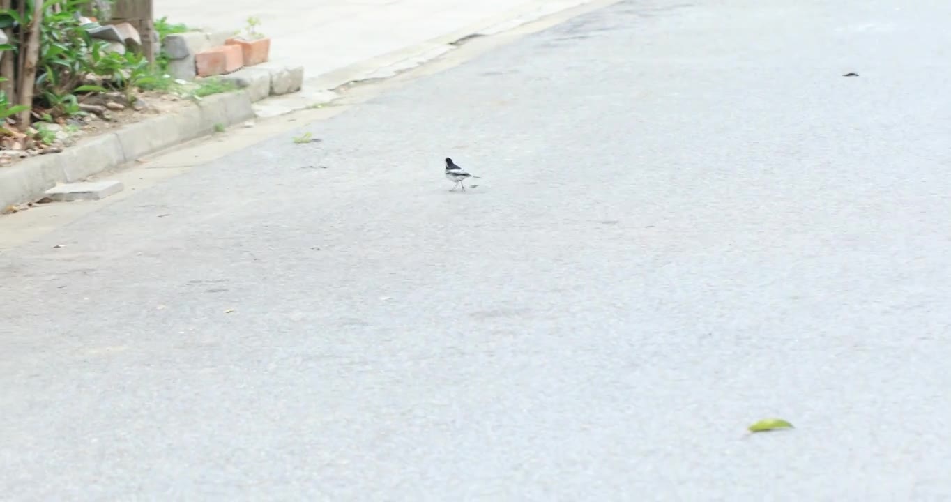 江南小区地面上蹦蹦跳跳的可爱小鸟视频下载