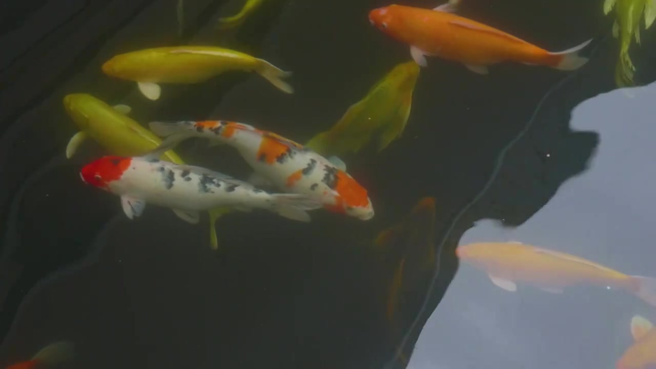 养鱼池名贵观赏鱼锦鲤养殖视频下载