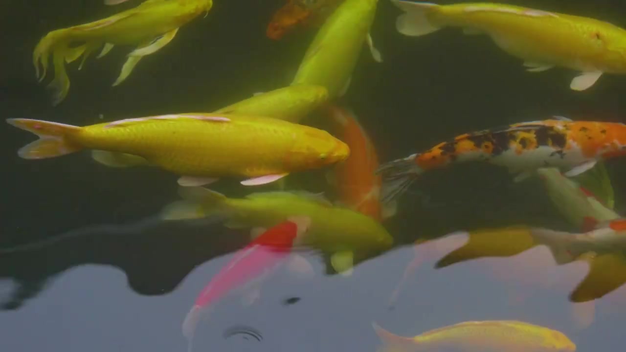 养鱼池名贵观赏鱼锦鲤养殖视频下载