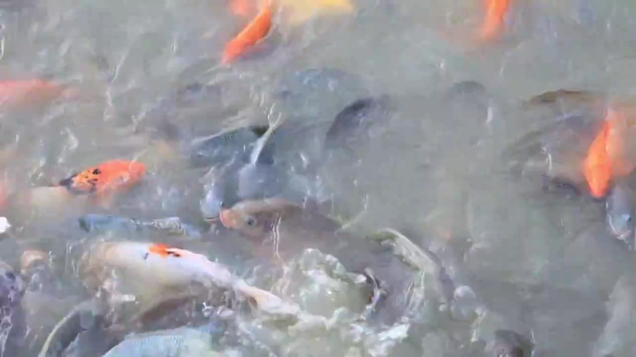 公园观赏鱼：锦鲤、鲤鱼视频下载