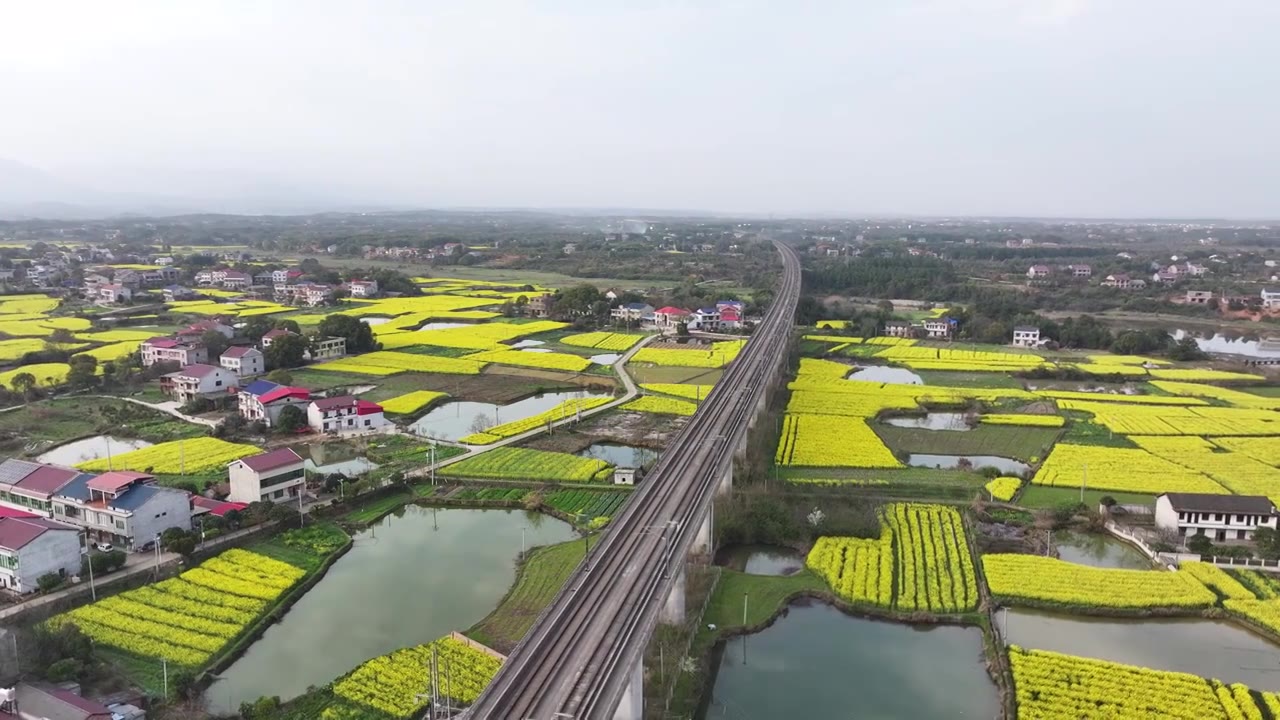 4K航拍京广高铁动车组驶过油菜花盛开的田野视频下载