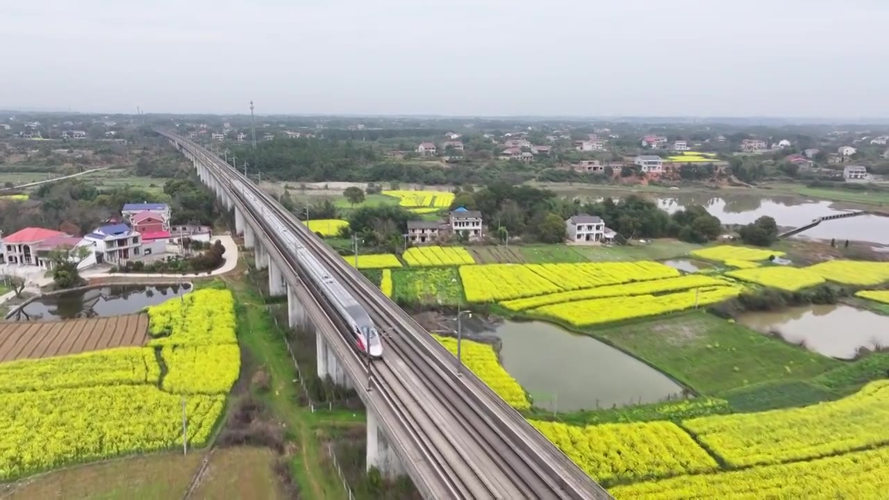 4K航拍京广高铁动车组驶过油菜花盛开的田野视频下载