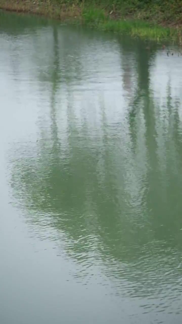 广富林遗址公园水面反射树影视频下载