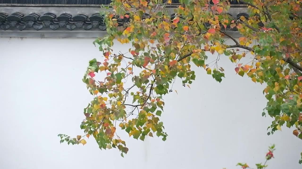 广富林遗址公园红色枫叶白色墙视频下载