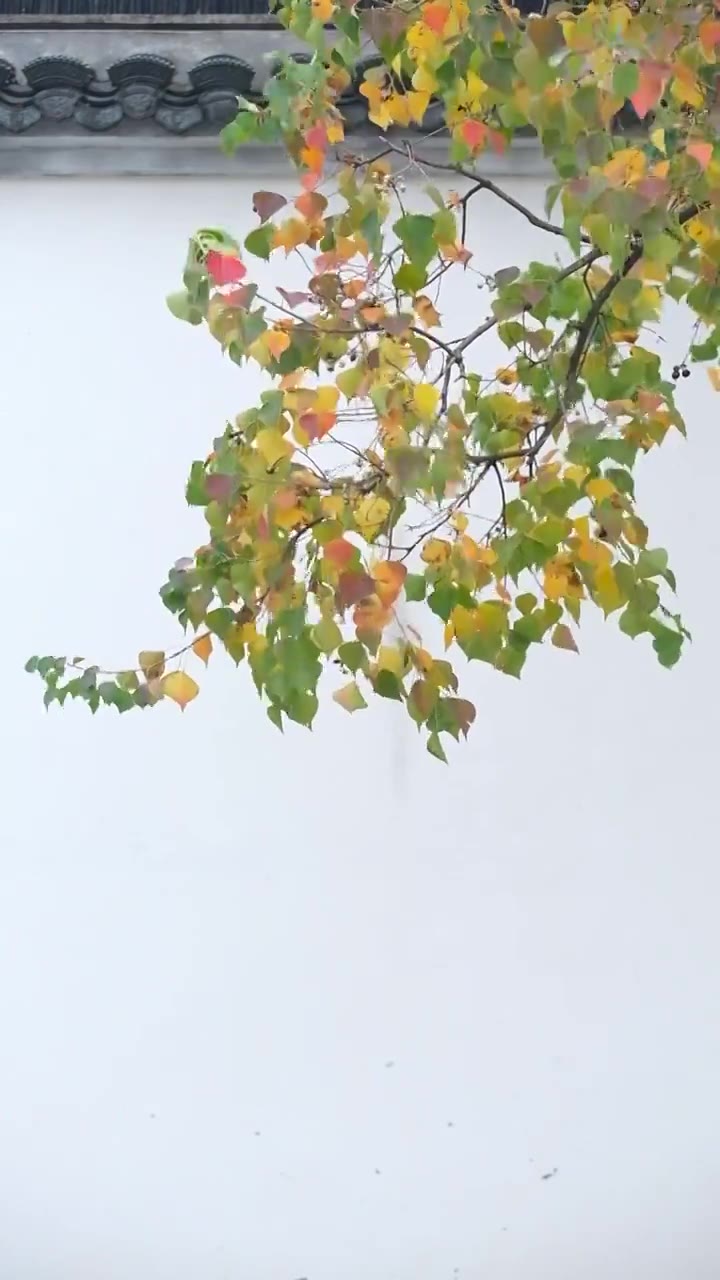 广富林遗址公园红色枫叶白色墙视频下载