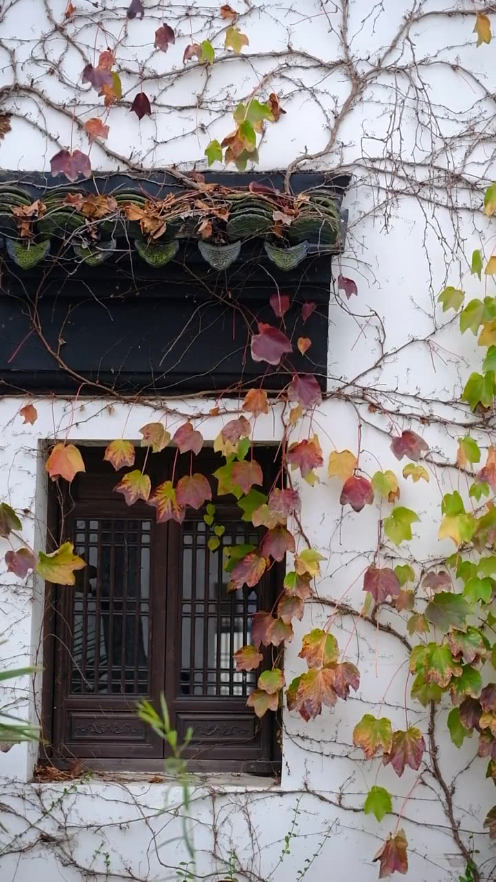 广富林遗址公园窗户爬满植物视频下载