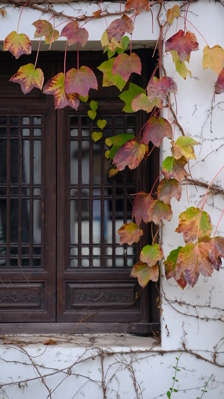 广富林遗址公园窗户爬满植物视频下载