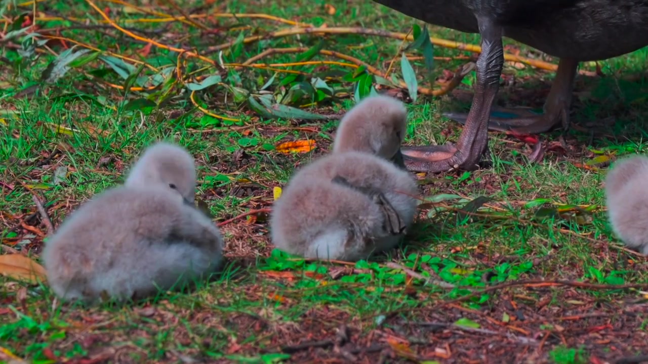 天鹅雏鸟幼鸟自然生态哺育视频下载