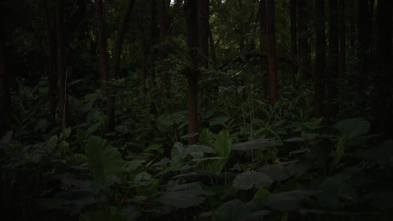 广州森林公园萤火虫视频下载