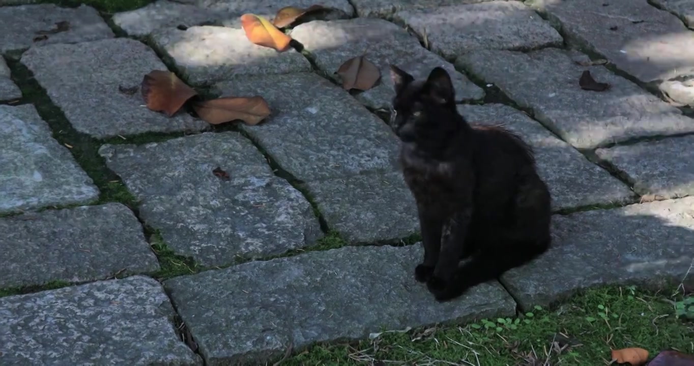 户外庭院阳光斑驳野猫视频下载