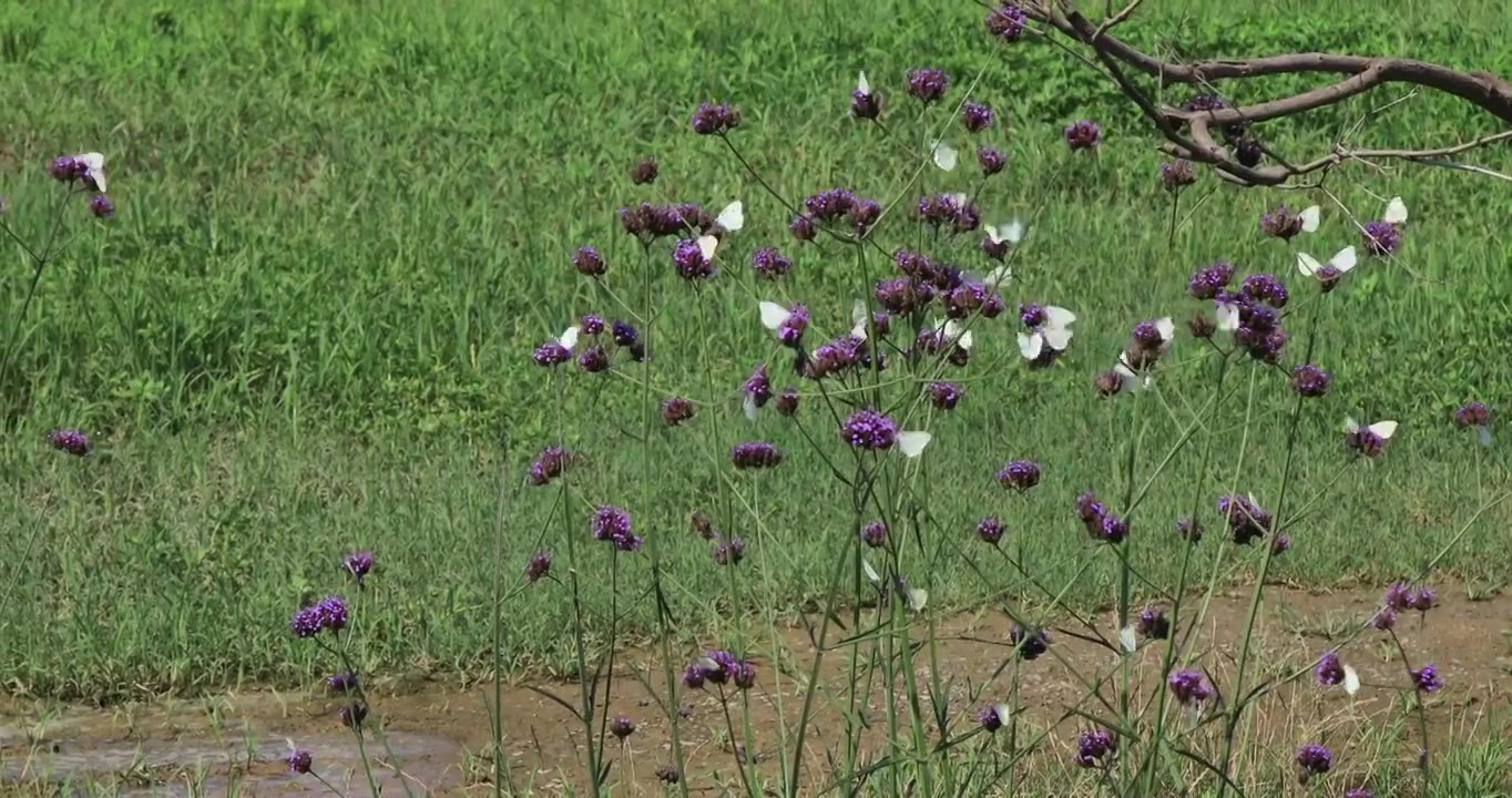 大群白色蝴蝶在野外紫色花丛飞舞视频下载