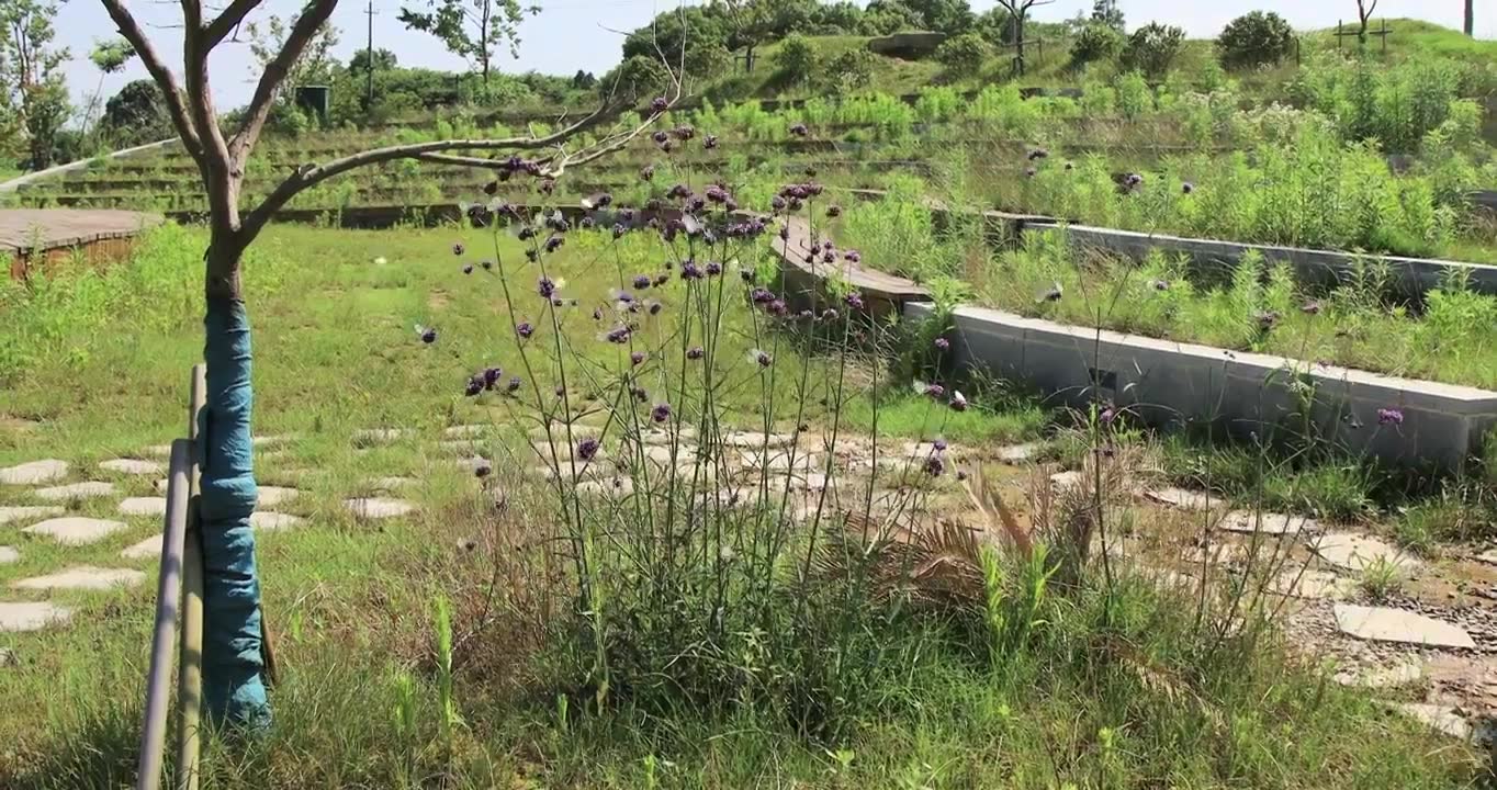 大群白色蝴蝶在野外紫色花丛飞舞视频下载