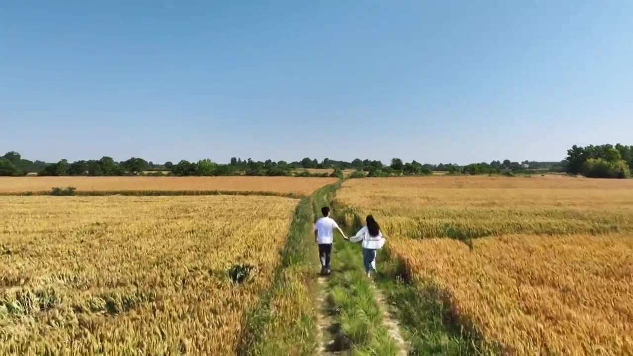 4K60P情侣牵手在金黄的麦田奔跑航拍视频下载