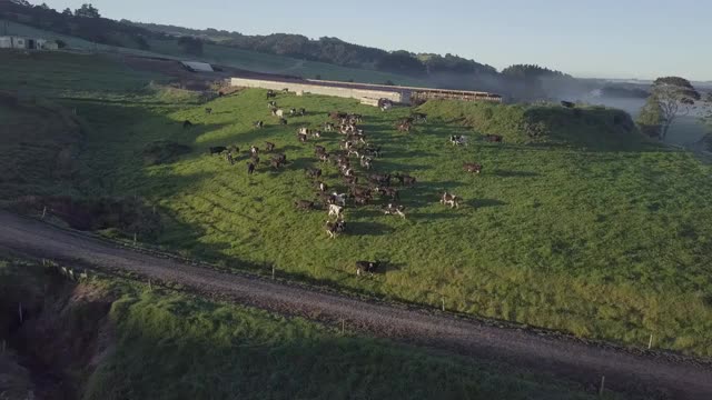 新西兰牧场牛群视频素材