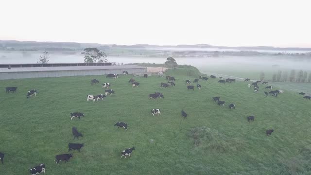 新西兰草原牧场视频素材