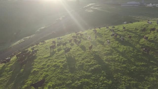 新西兰草原牧场视频素材