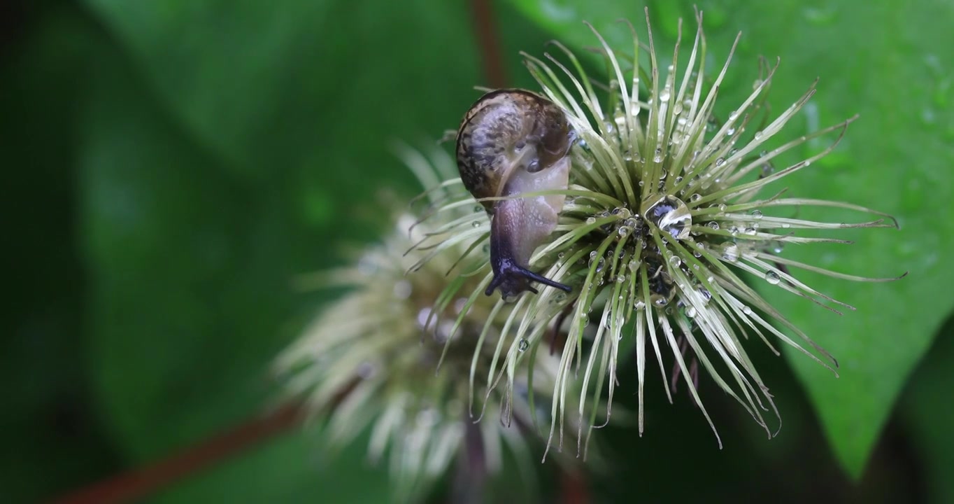雨后蜗牛在植物上缓慢爬行视频下载