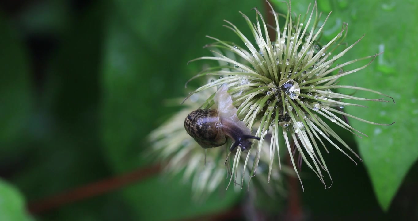 雨后蜗牛在植物上缓慢爬行视频下载