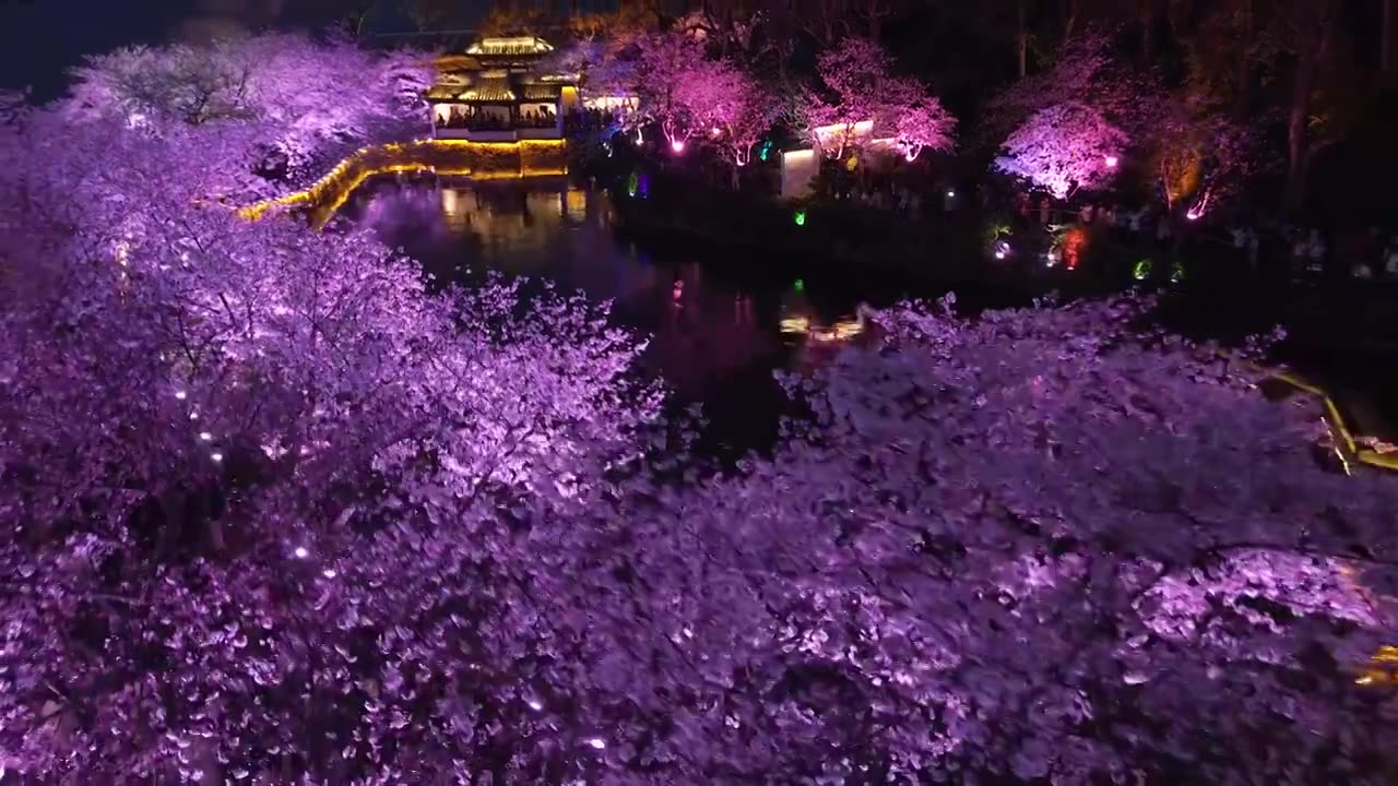无锡鼋头渚夜间赏樱园游会美景视频下载