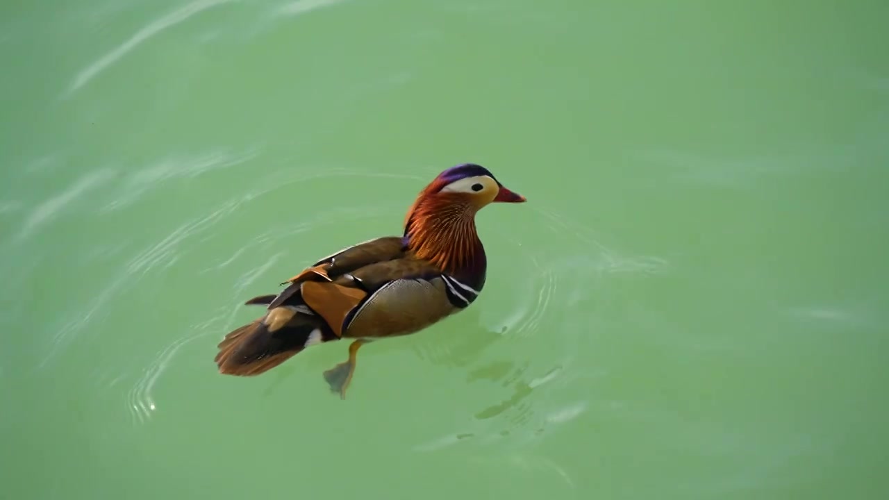 春天昆明湖上的鸳鸯，鸳鸯戏水视频下载