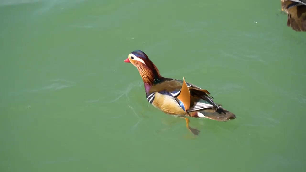 春天昆明湖上的鸳鸯，鸳鸯戏水视频下载