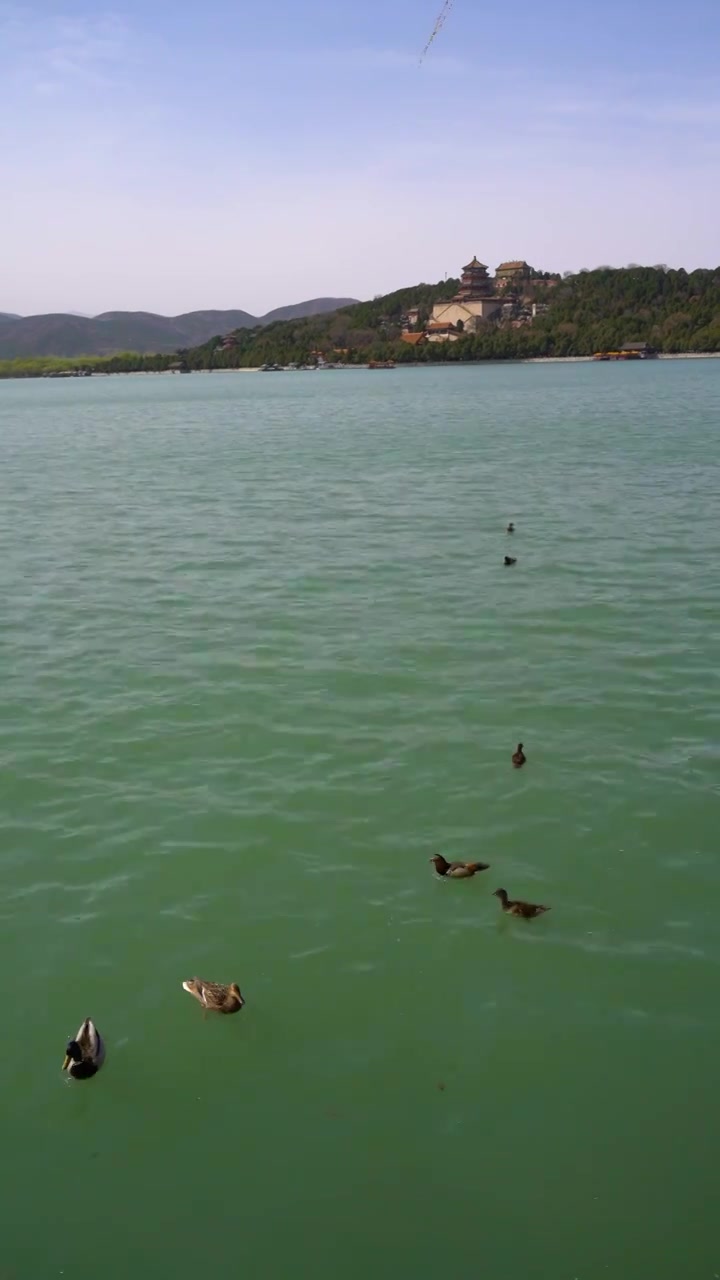 春天颐和园昆明湖中的鸳鸯鸭子，春江水暖鸭先知视频下载