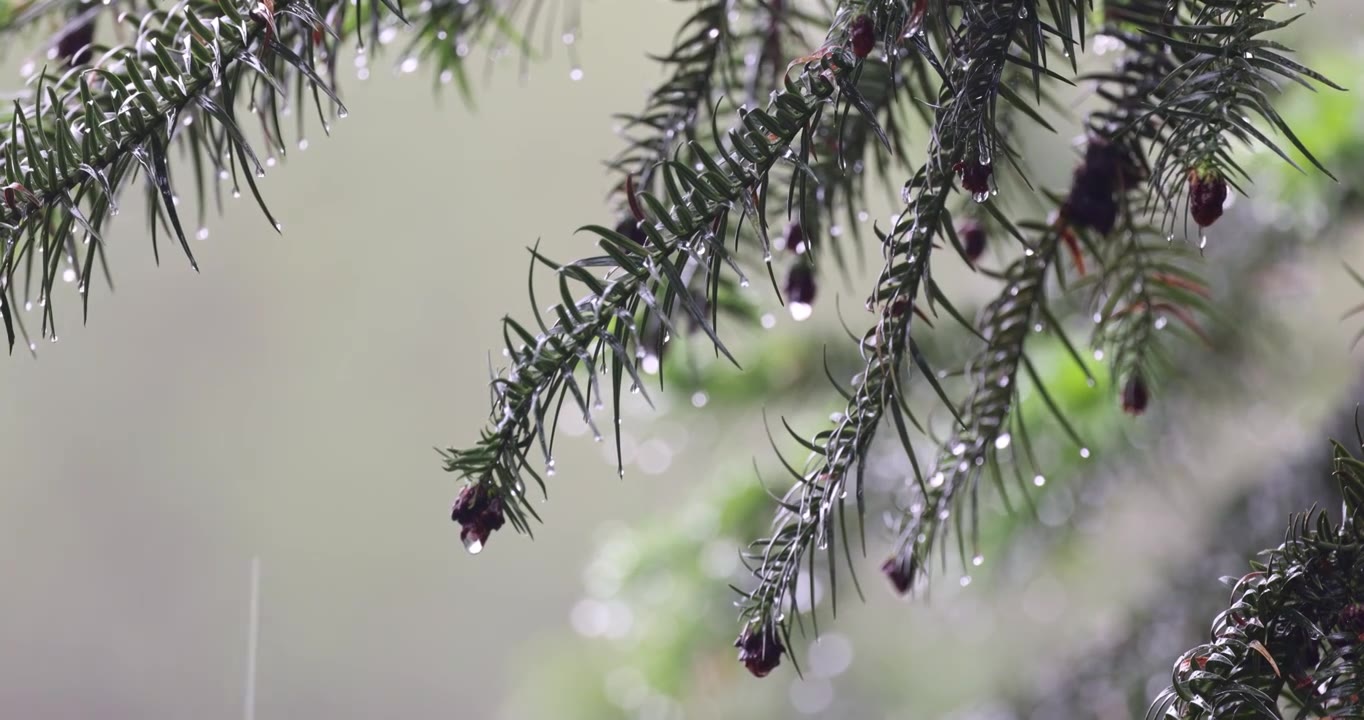 下雨天松树树叶特写唯美意境8K实拍视频下载