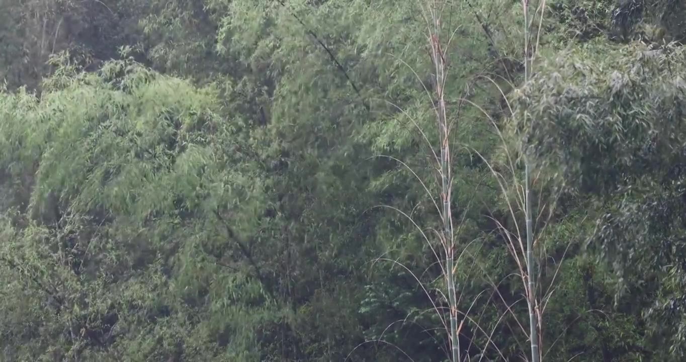 下雨天竹林竹叶唯美意境禅意空镜8K实拍视频下载