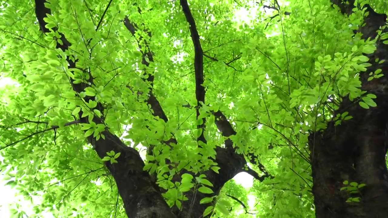 春天嫩绿色的大榕树视频下载