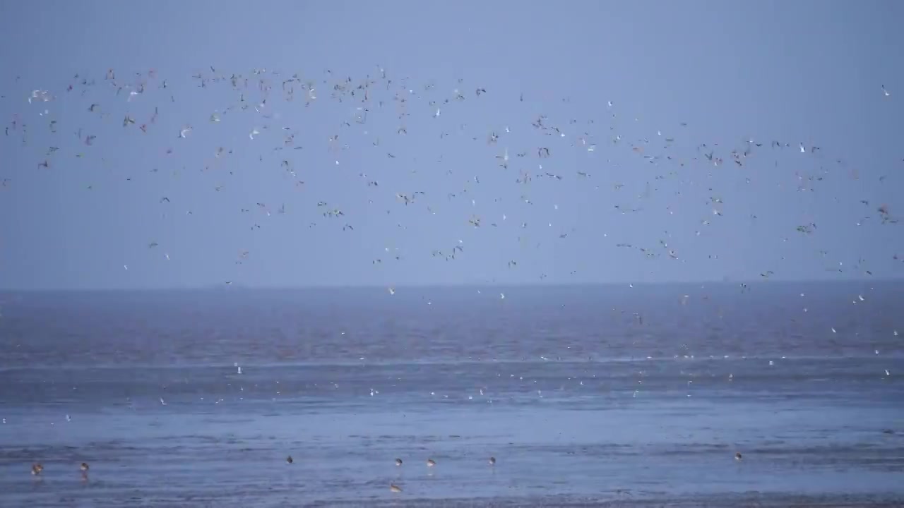 中国辽宁营口市海浪广场 长焦镜头拍摄的海边海鸟视频下载