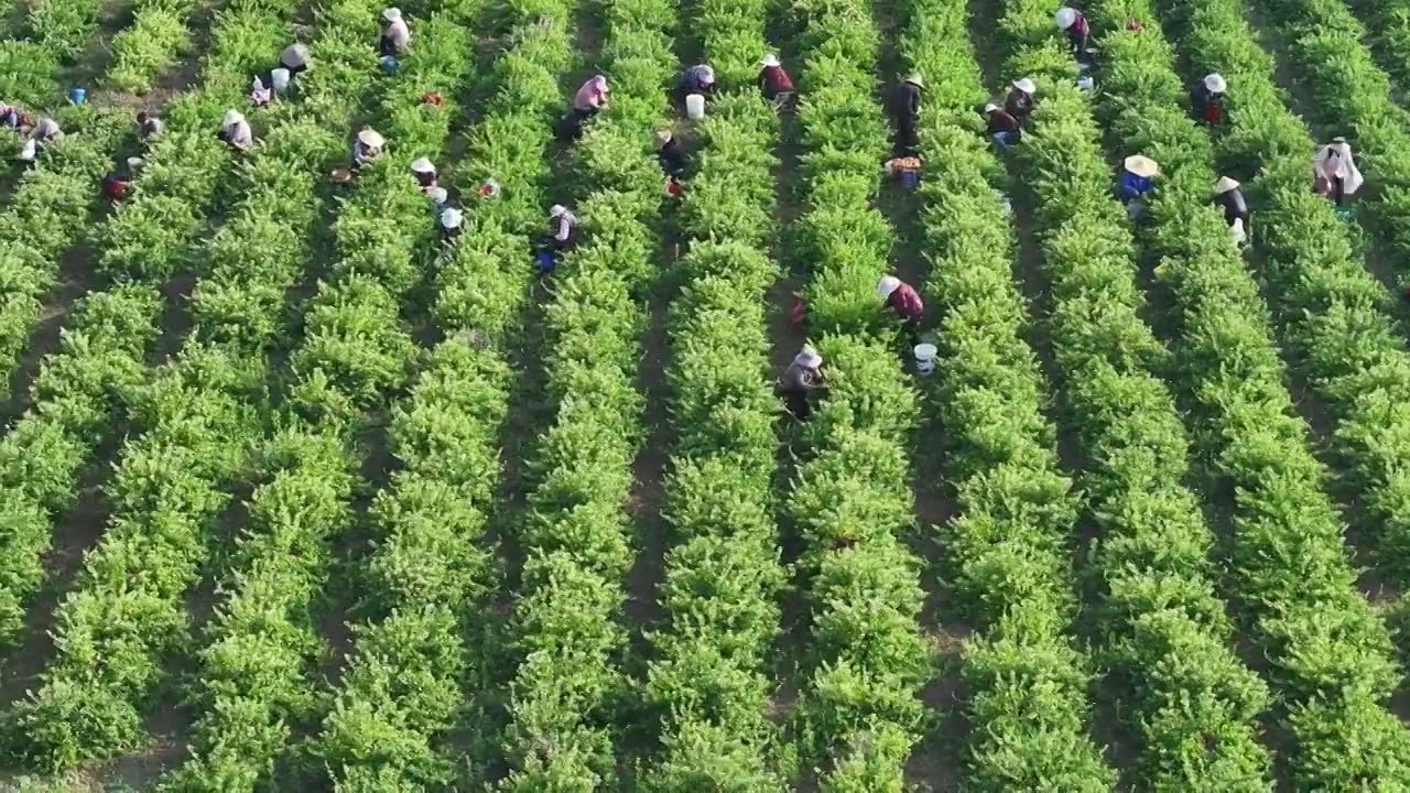 农民钟点工在山东枣庄山亭区中药材种植基地采摘金银花视频下载