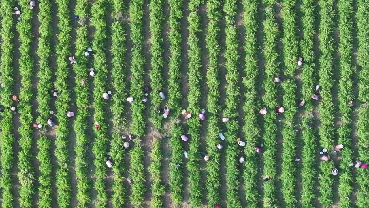 农民钟点工在山东枣庄山亭区中药材种植基地采摘金银花视频下载