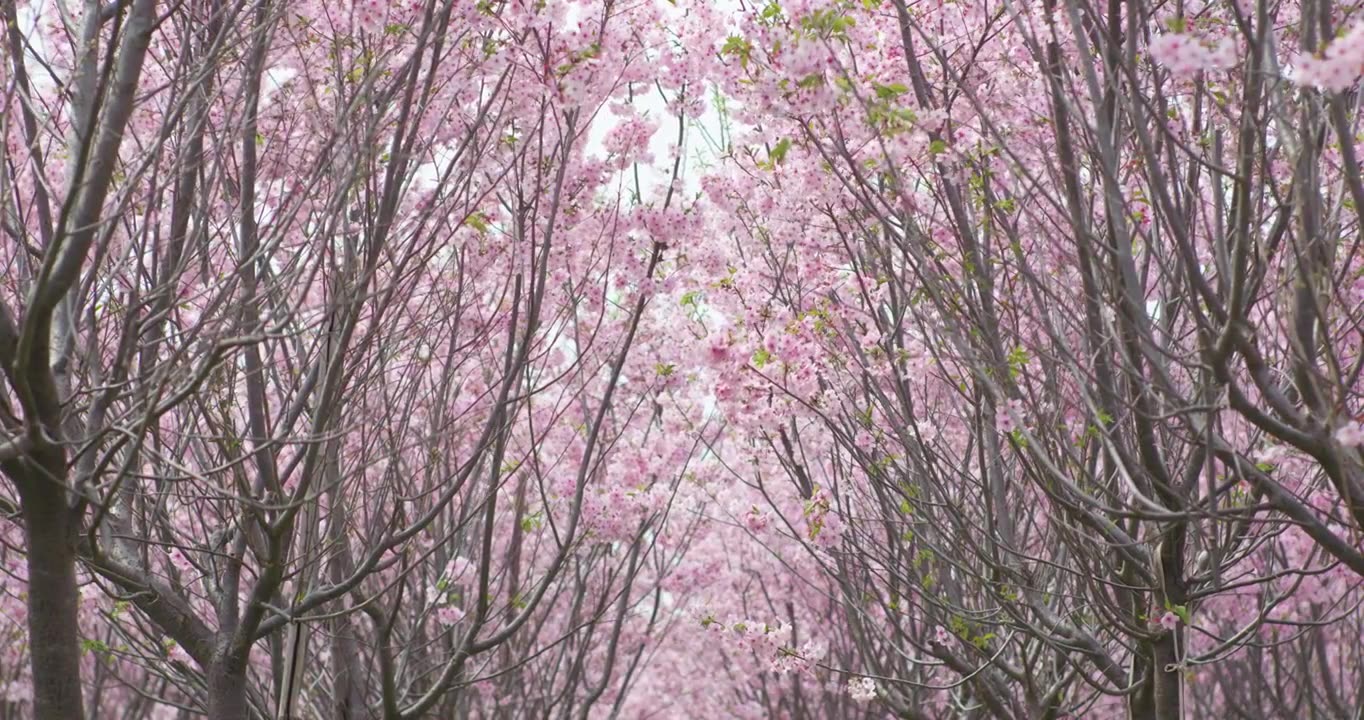 春天樱花林视频下载
