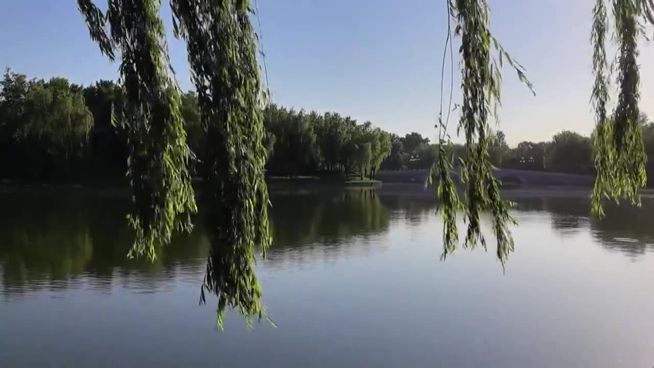 春天北京陶然亭公园公园摇曳的垂柳视频下载